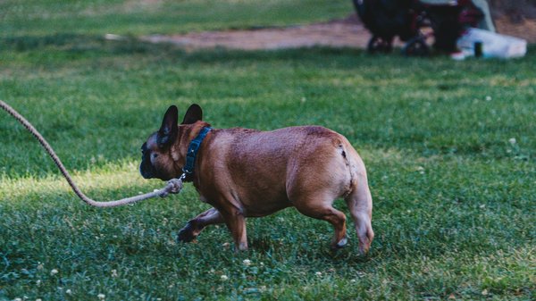 Quels rôles les grands félins jouent-ils dans le maintien de l'équilibre écologique de leur habitat?