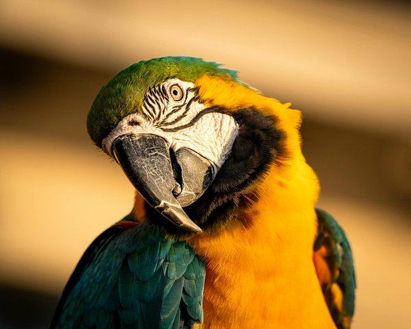 Comment les grenouilles se camouflent-elles pour échapper aux prédateurs et quelles adaptations possèdent-elles?