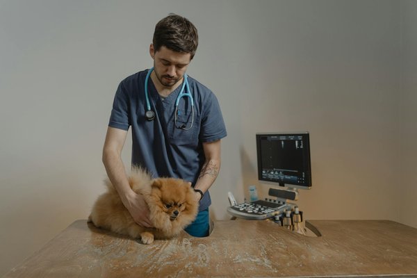 Quelles mesures prendre pour protéger mon chien des maladies saisonnières courantes ?