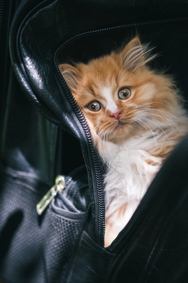 Le sac de transport idéal pour votre chat en voyage