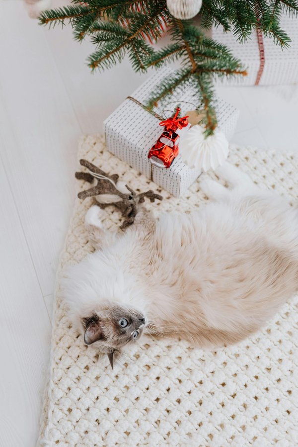 Cadeaux incontournables pour chouchouter votre chat !